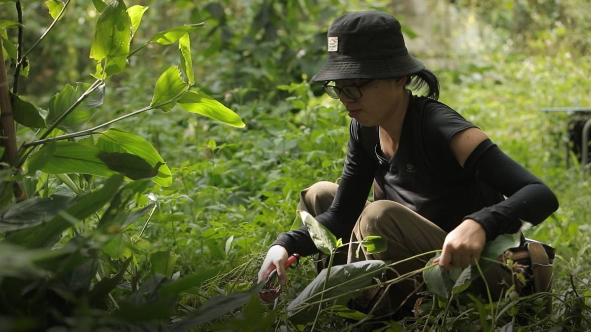 阿盧以採集藥草的方式實現半農生活。