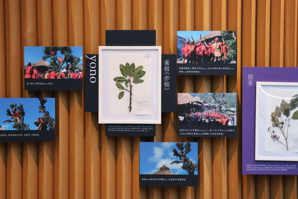 在鄒族文化中，「雀榕」則為戰神下凡的通道，被視為神樹。（圖：科博館提供）