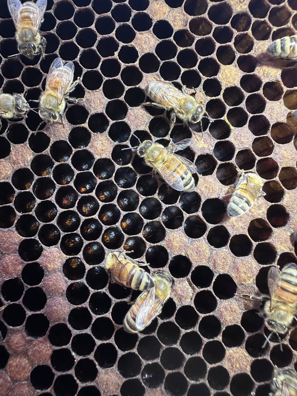 蜜蜂們辛勤工作