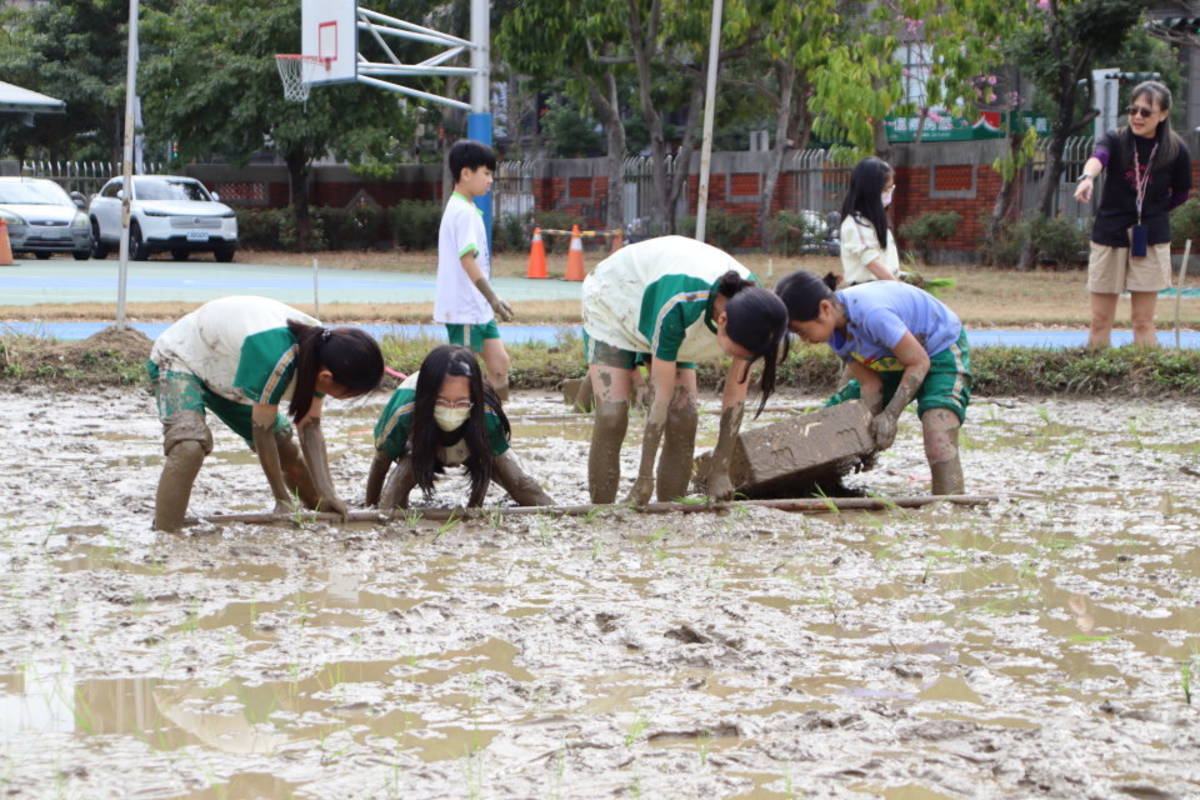 臺中樂業國小春耕  下田插秧去