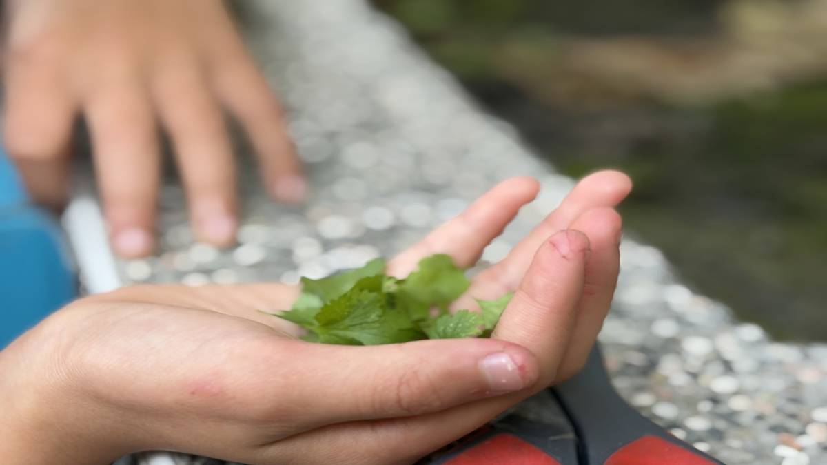 香香的香菜  教小朋友學會溫柔以待