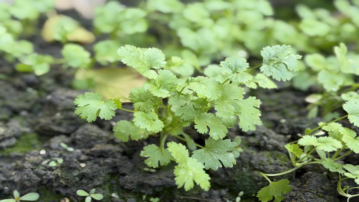 香菜是北斗重要農產