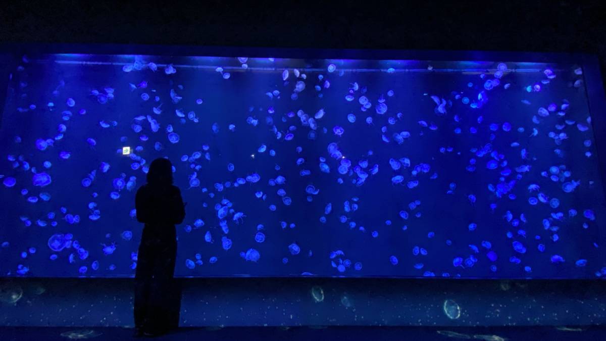 臺中海洋館中有8公尺寬的全臺最大水母展缸