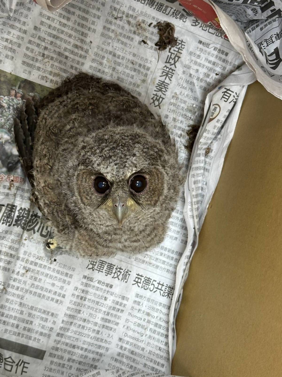 一早大武的朋友就打電話來說在馬路上撿到貓頭鷹寶寶，因為怕被浪犬攻擊所以先把牠移置安全的室內。/取自「獵場」FB粉絲專頁