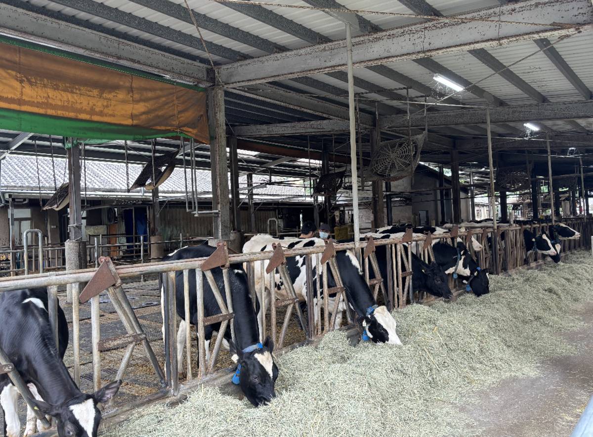 臺大乳牛場域。(臺大提供)