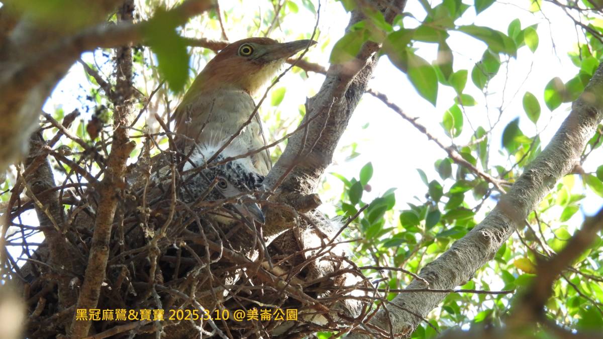 都巿裡的綠地可常見到黑冠麻鷺(圖片由陳虹樺提供）