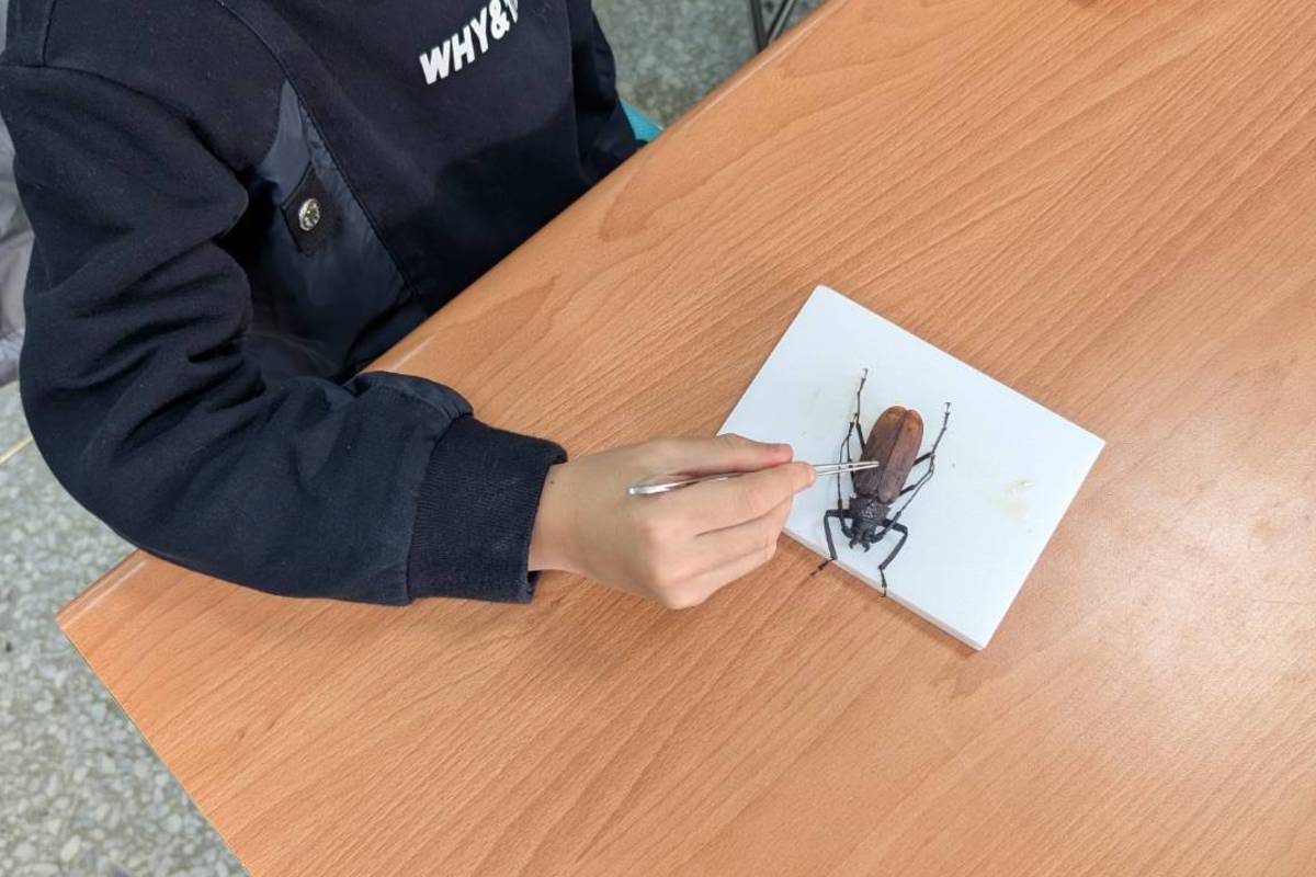 學習製作昆蟲標本