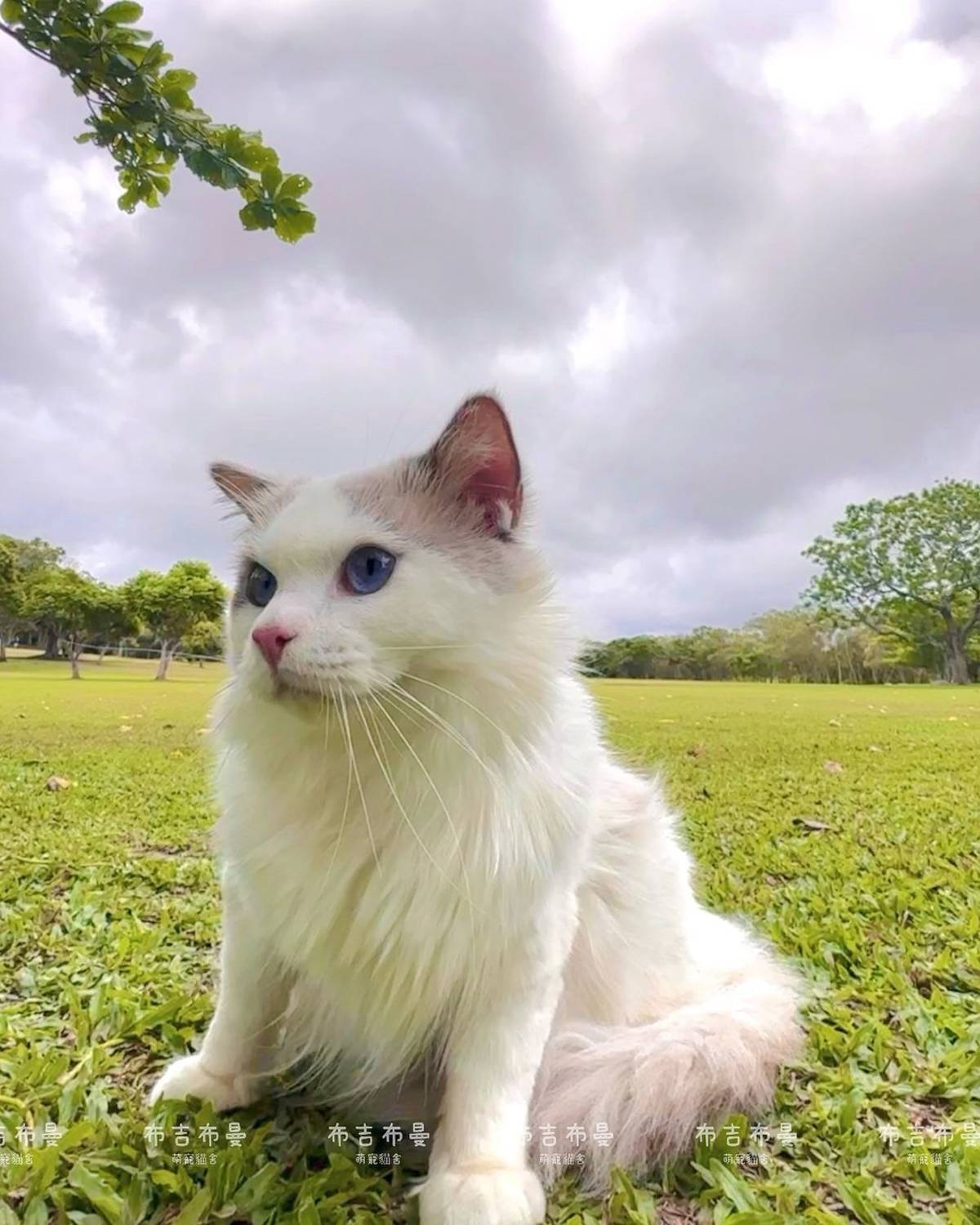 貓舍也會帶貓貓踏青，管理上較人性化
