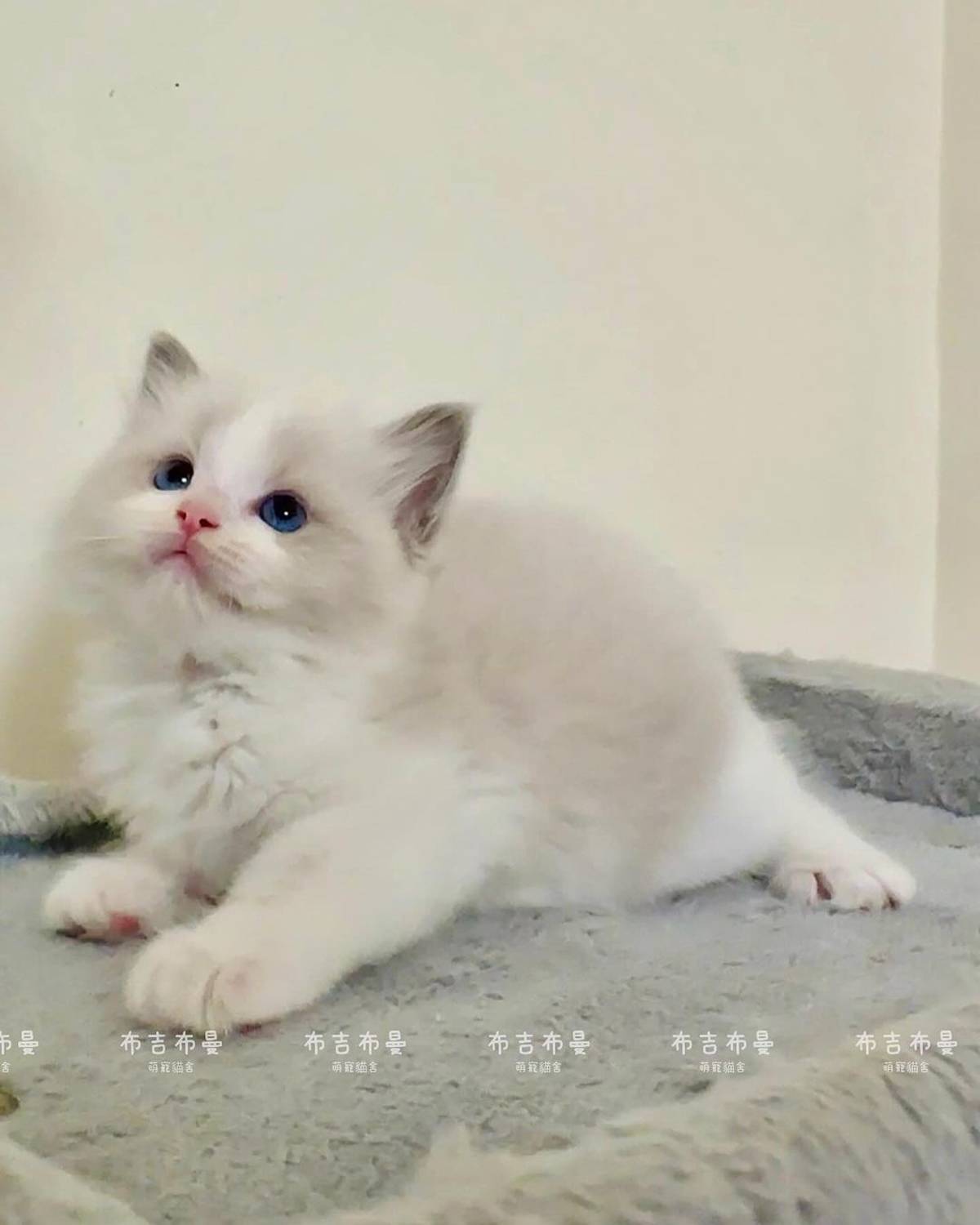 布偶貓有「貓界的狗」之稱