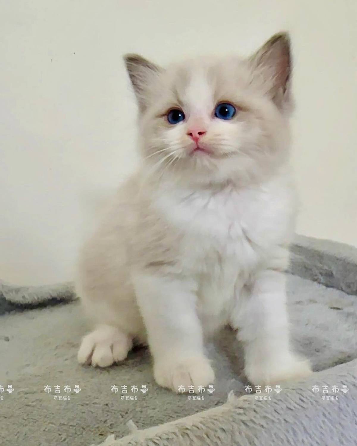 布偶貓眼睛漂亮、活潑甜美