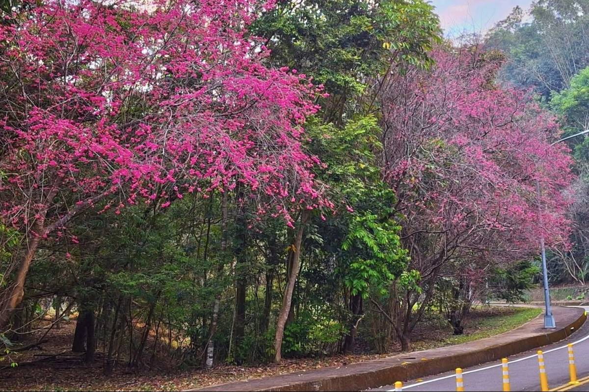 暨大機車道上櫻花現況實景
（圖／攝影家李榮芳老師提供）
