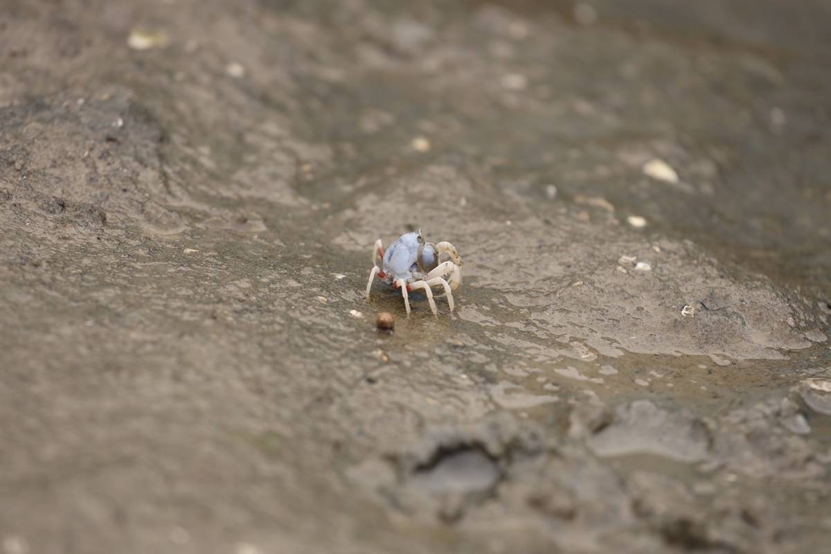 紅樹林做為陸地與海洋間的堅實屏障，提供野生動物棲息之處，照片為短指和尚蟹