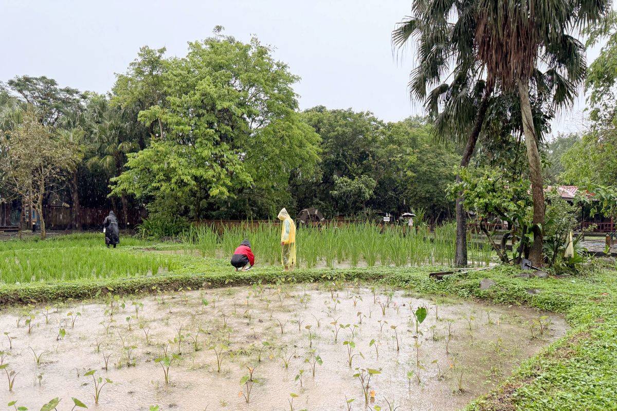「農村生態體驗營」帶領學員體驗種植過程，也需定期巡田、觀察作物生長

 