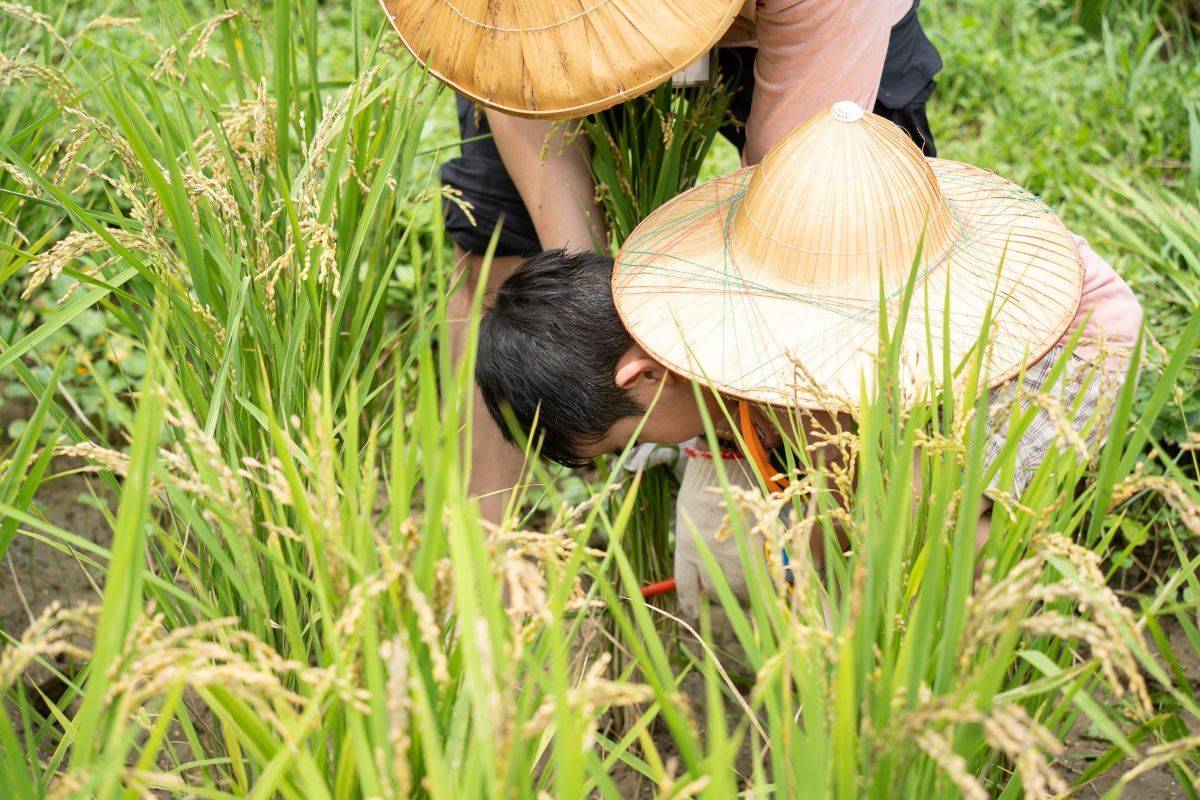 臺北市立動物園推出「農村生態體驗營」，邀請大小朋友體驗友善環境耕作過程