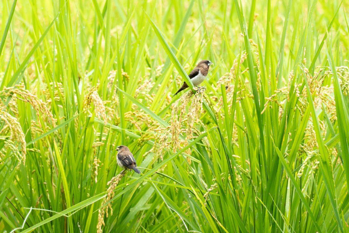 水田孕育了生物多樣性