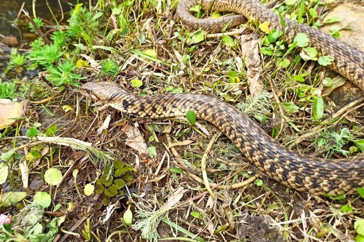 保育類動物草花蛇現身在桃園自立國小的生態池邊

