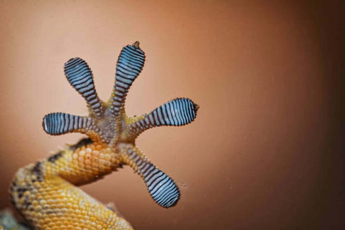 來自大自然的靈感- 仿生黏著 Inspiration from the nature - Bioadhension
