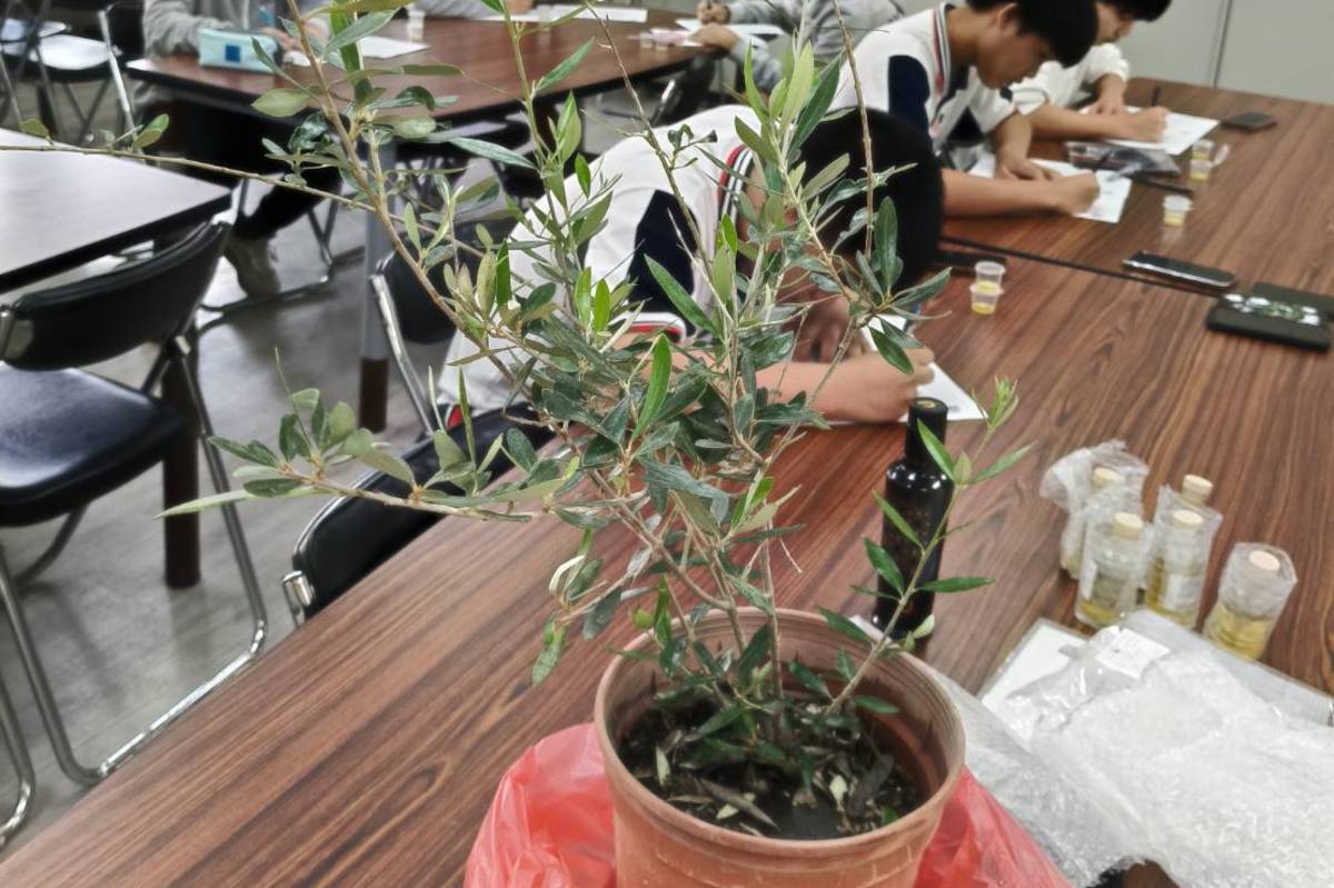 油橄欖專題課程