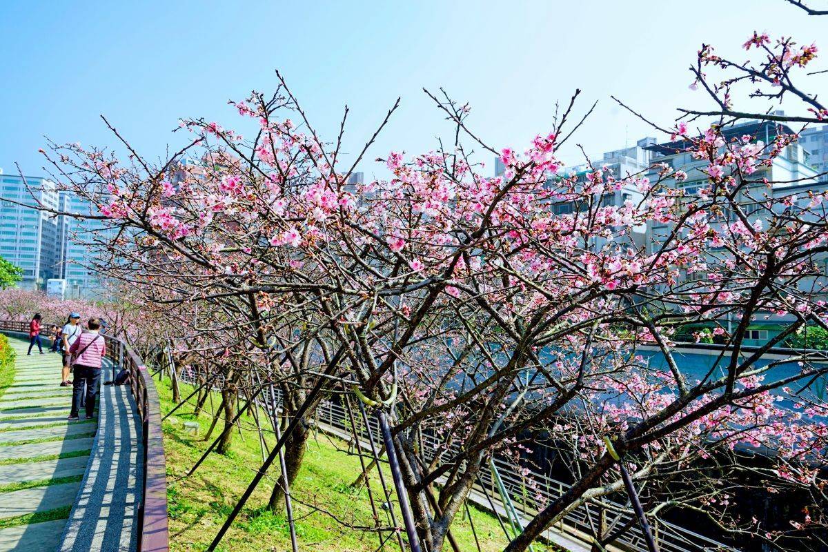 內湖樂活公園能近距離欣賞盛開的櫻花