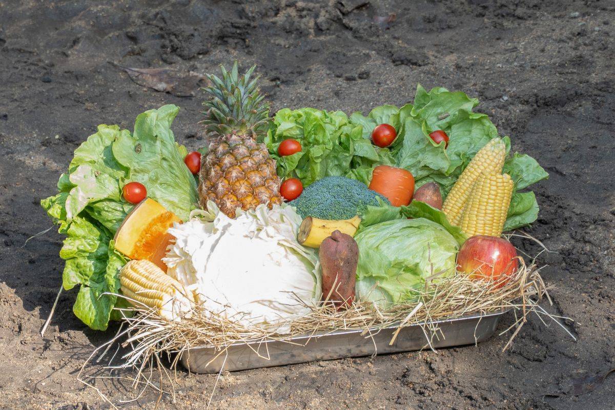 馬來貘的年菜盤有著高麗菜、萵苣、花椰菜、玉米、地瓜、蘋果、鳳梨等蔬菜水果