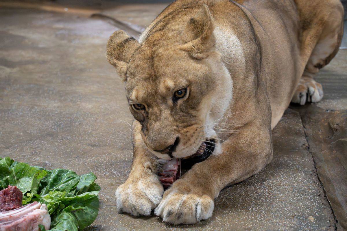 臺北市立動物園過年加菜，非洲獅大啃美味羊排