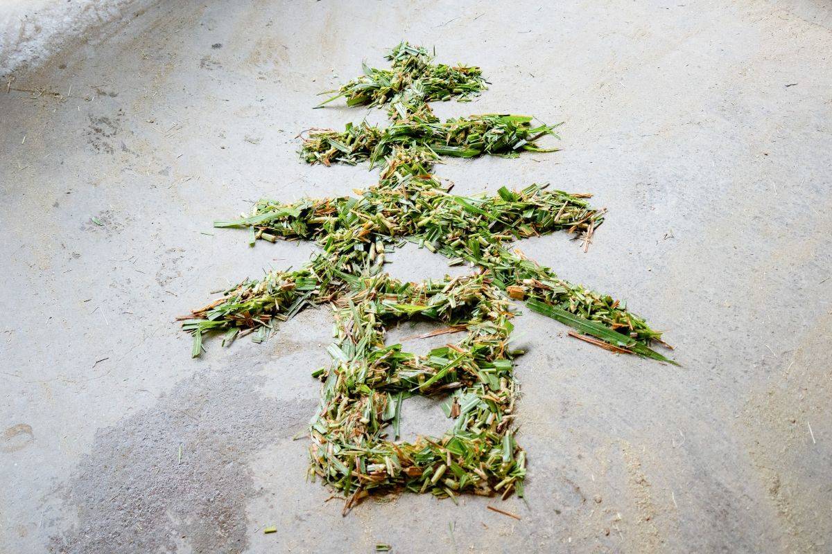 迷你馬與家驢的保育員以狼尾草在地上排出「春」字，增添生肖馬年應景趣味