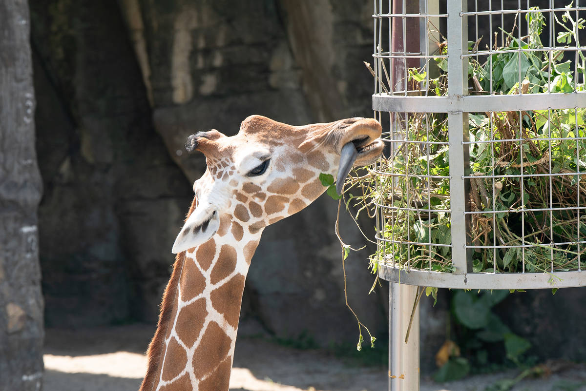 長頸鹿的食物來源是各式不同種類的樹葉